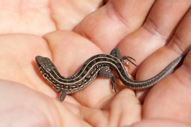 herpetologist el holding Juvenil balkan duvar kertenkele. Podarcis tauricus