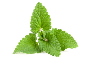 Melissa yaprak veya beyaz arka plan üzerinde izole oğul otu