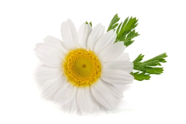 一个洋甘菊或与雏菊叶上孤立的白色背景 — 图库照片