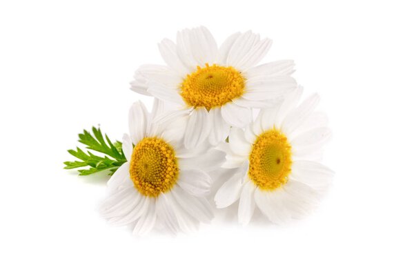 Три ромашки или маргаритки с листьями изолированы на белом фоне
