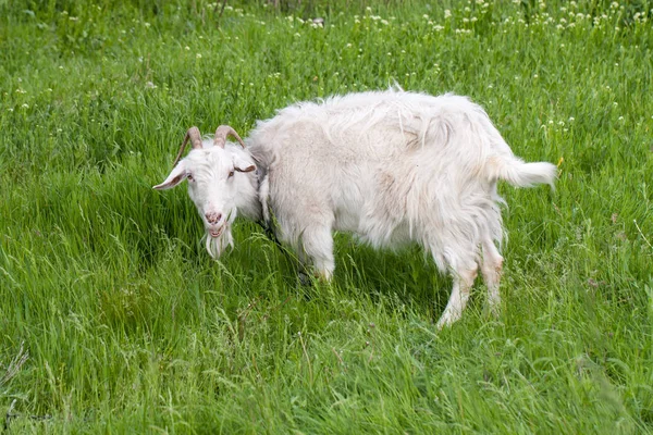 Eine weiße Ziege weidet auf grünem Gras auf einem Feld — Stockfoto