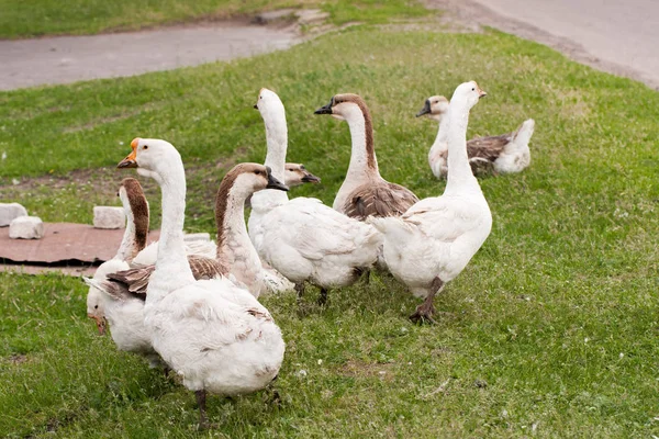 Flock of geese on the grass near the road — Stock Photo, Image