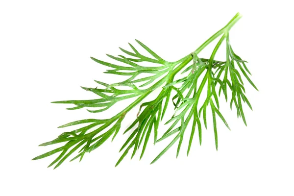 Fresh green dill isolated on white background — Stock Photo, Image