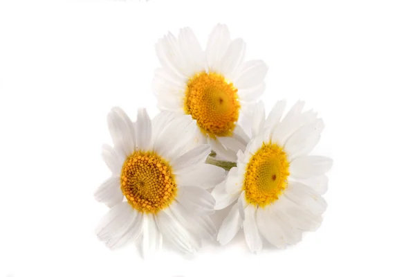 Trois camomilles ou marguerites isolées sur fond blanc — Photo