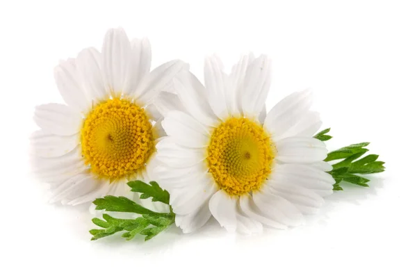 Duas camomila ou margaridas com folhas isoladas sobre fundo branco — Fotografia de Stock