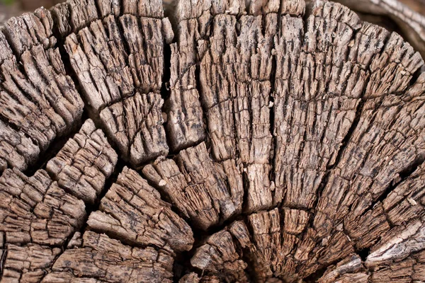 Spricka på gamla trä stubbe närbild. Trä stubbe bakgrundsstruktur — Stockfoto