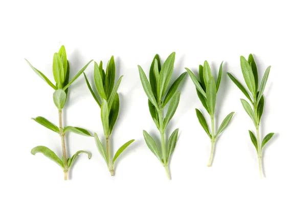 Sprig di timo fresco isolato su uno sfondo bianco — Foto Stock