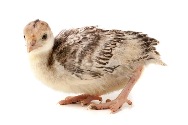 白い背景に分離された鶏トルコ — ストック写真