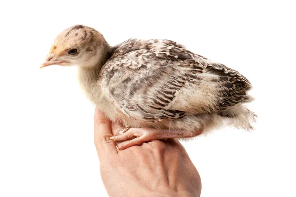 Chicken turkey sitting on a handisolated on a white background — Stock Photo, Image