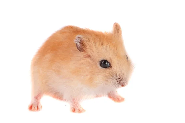 Pequeno hamster engraçado isolado no fundo branco — Fotografia de Stock