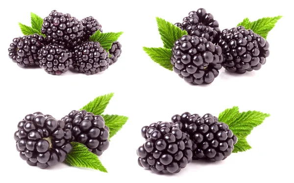 黑莓与孤立的白色背景上的叶子。集或集合 — 图库照片