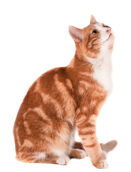 Gato rojo sentado y esperando aislado sobre fondo blanco — Foto de Stock