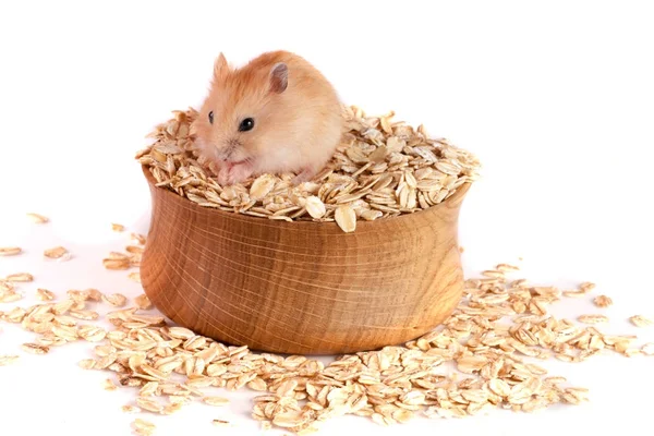 Copos de avena en un tazón de madera con un hámster aislado sobre fondo blanco —  Fotos de Stock