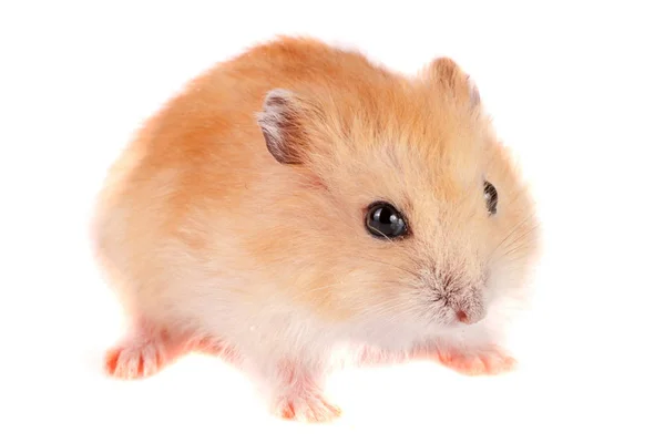 Little funny hamster isolated on white background — Stock Photo, Image