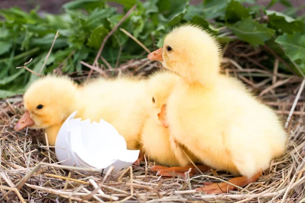 Trzy małe gosling krajowych z łamanego Skorupka jajka w gnieździe — Zdjęcie stockowe