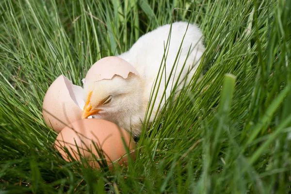 Baby kuřátko s nefunkční skořápku a vajíčko v zelené trávě — Stock fotografie