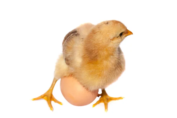 Mignon petit poulet avec oeuf isolé sur fond blanc — Photo