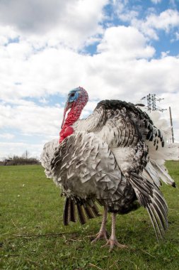 Türkiye erkek veya işkembe closeup mavi gökyüzü ile yeşil çimenlerin üzerinde