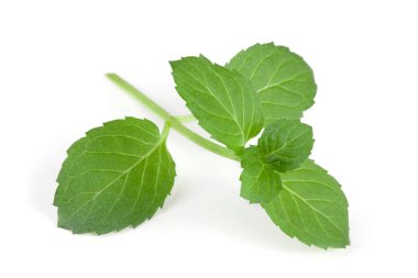 Beyaz arka plan üzerinde izole portre taze nane yaprakları