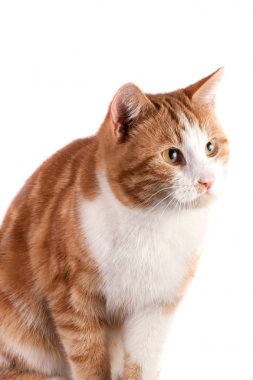 uzak izole beyaz zemin üzerine kırmızı kedi bakmanın portre