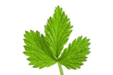 Beyaz arka plan üzerinde izole taze ahududu yaprağı