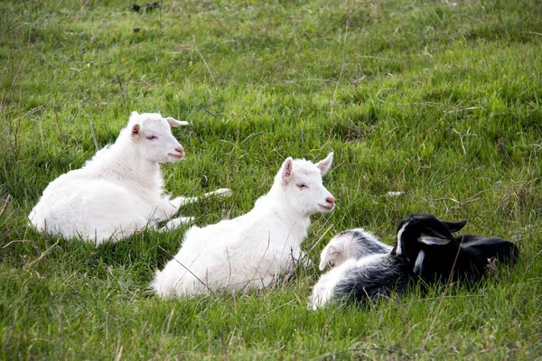 Drei kleine Ziegen liegen auf grünem Gras — Stockfoto
