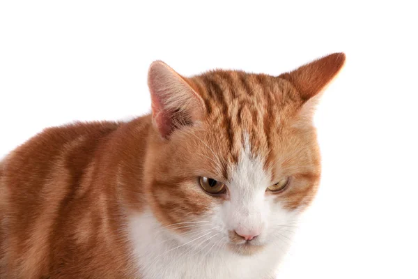 Retrato de gato rojo mirando hacia otro lado aislado sobre fondo blanco — Foto de Stock