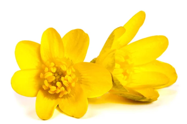 Ficaria verna желтые весенние цветы изолированы на белом фоне — стоковое фото