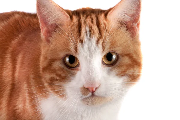 红猫看着相机孤立在白色背景上的肖像 — 图库照片