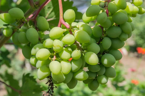 Immature bunch of grapes in the garden close up — Stock Photo, Image