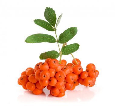 Beyaz arka plan üzerinde izole yaprak ile turuncu rowan