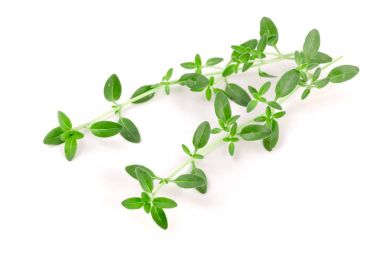 Beyaz arka plan üzerinde izole taze kekik baharat