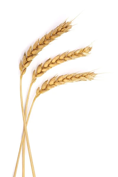 Три колосьев пшеницы изолированы на белом фоне. Вид сверху — стоковое фото