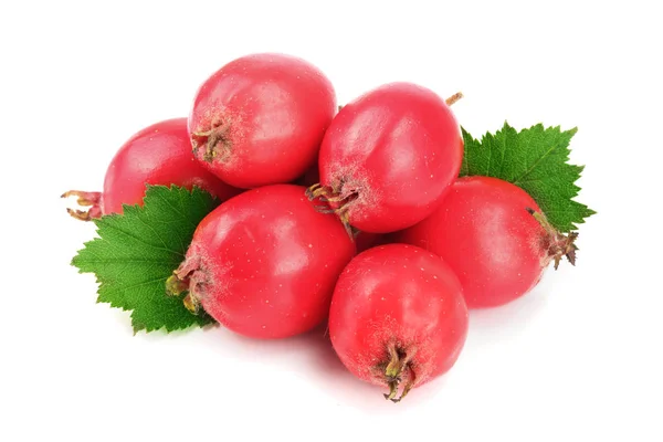 Hawthorn berry dengan daun terisolasi pada latar belakang putih close-up — Stok Foto