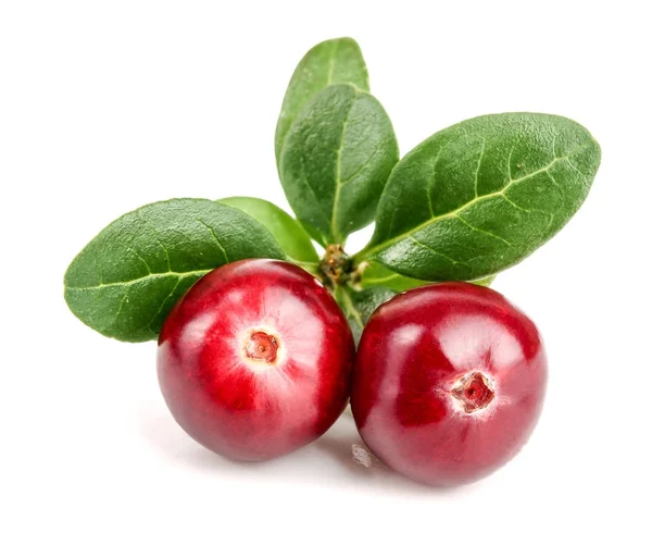 Cranberry with leaf isolated on white background closeup macro — Stock Photo, Image