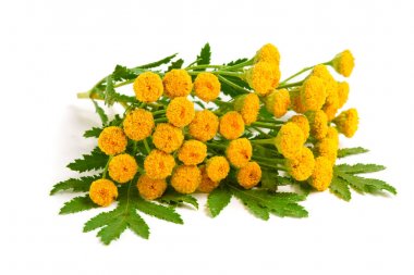 Beyaz bir arka plan üzerinde izole yaprak ile solucan otu. Tıbbi bitki