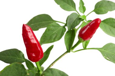 Şube kırmızı biber biber yaprağı ile beyaz bir arka plan üzerinde hiçbir gölge izole.