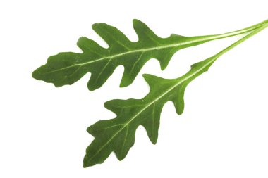 Beyaz arka plan üzerinde izole yeşil taze rucola veya roka yaprağı. Üstten Görünüm