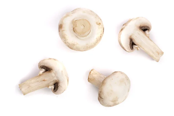 Cogumelos isolados sobre fundo branco. vista superior — Fotografia de Stock