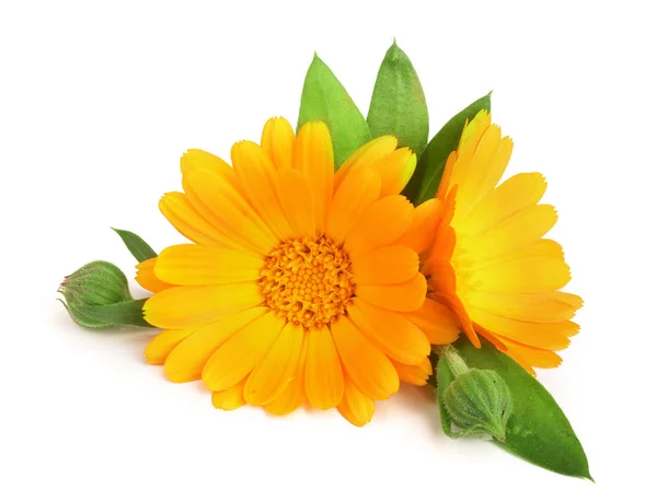 Napendula. Marigold virág levél elszigetelt fehér alapon — Stock Fotó