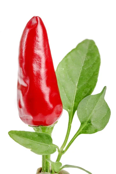 Red chili pepper with leaf isolated on a white background no shadow — Stock Photo, Image