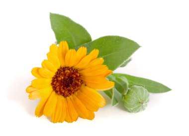 Calendula. Beyaz arkaplanda yaprağı olan kadife çiçeği
