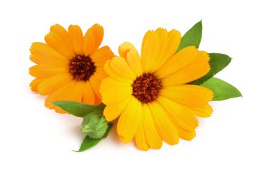 Calendula. Beyaz arkaplanda yaprağı olan kadife çiçeği