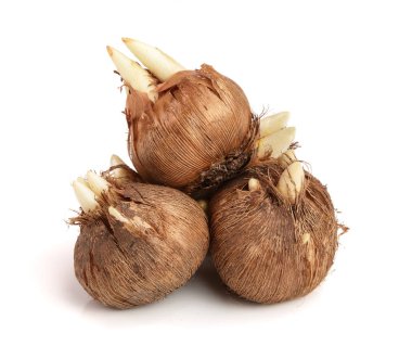 Çiğdem ampul beyaz arka plan makro'izole