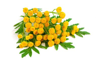 Beyaz bir arka plan üzerinde izole yaprak ile solucan otu. Tıbbi bitki