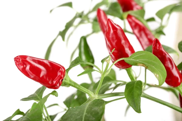 Branch red chili pepper with leaf isolated on a white background no shadow — Stock Photo, Image