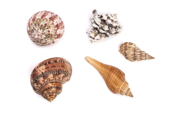 Coleção Seashells isolado em um fundo branco — Fotografia de Stock