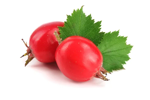 Hawthorn berry with leaf isolated on white background close-up — Stock Photo, Image