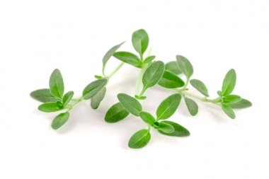 Beyaz arka plan üzerinde izole taze kekik baharat