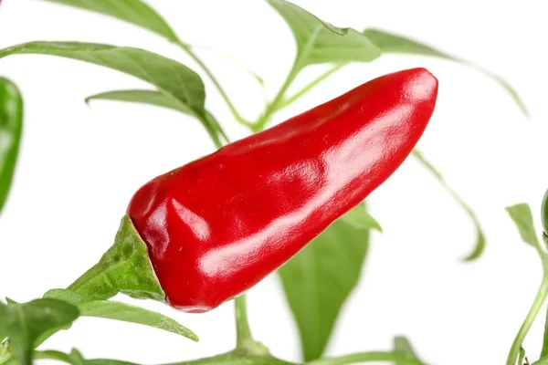 Red chili pepper with leaf isolated on a white background no shadow — Stock Photo, Image